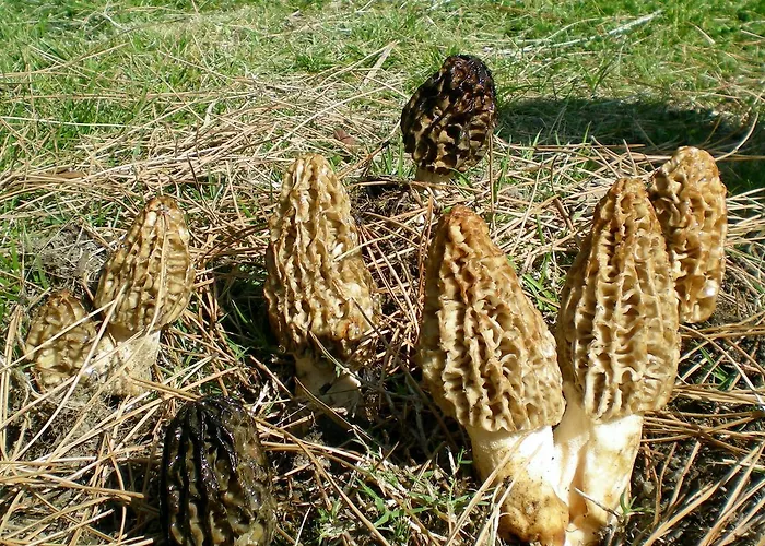 호텔 Alila Koycegiz (Mugla)